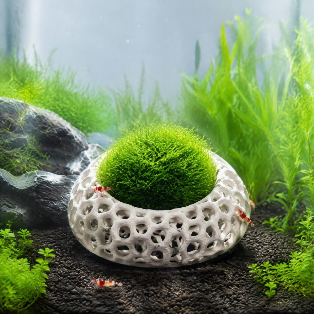 Planted Aquarium Anubias - Cherry Shrimp Tank Decor 2-pack Shrimp