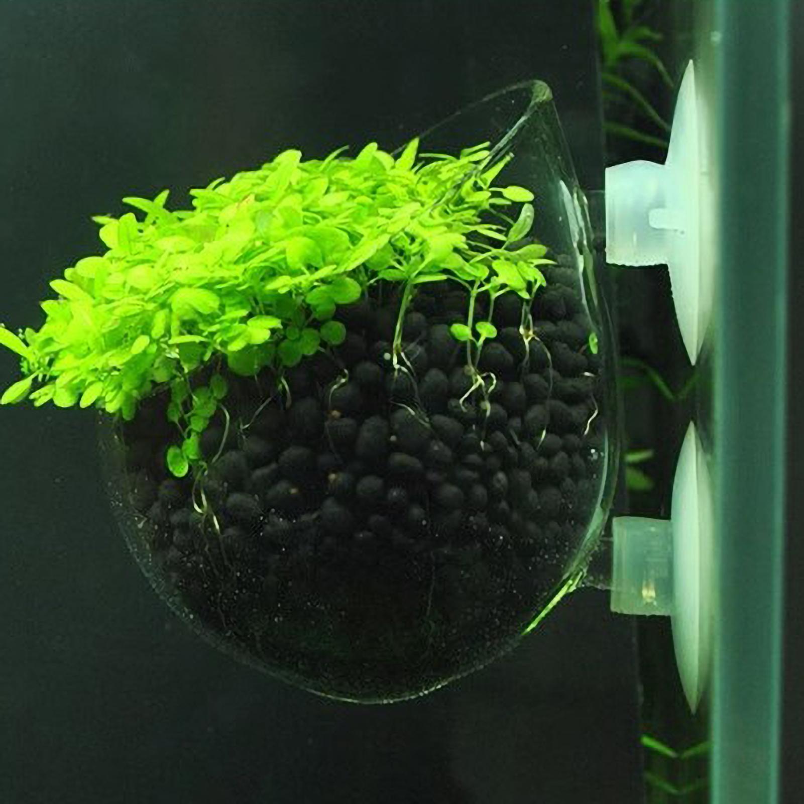 Aquarium Plant Design - Aquarium Plant Holder Glass Aquatic Plant