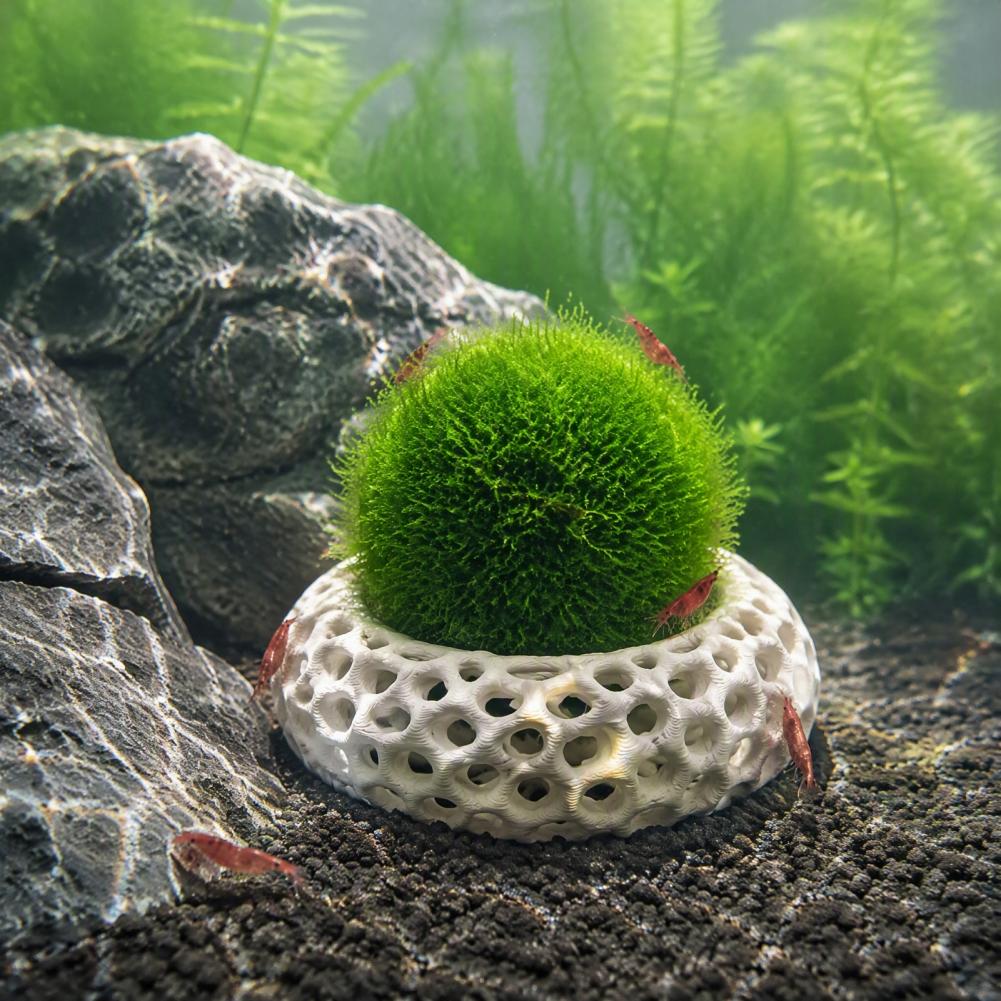 Aquarium Decorations for Shrim - огляд і ціна Planted Aquarium Anubias