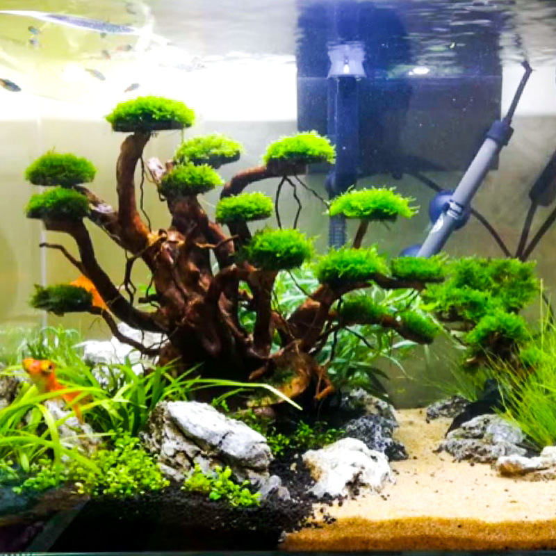 Aquarium Landscaping Moss Tree - огляд і ціна Aquarium Plant Design